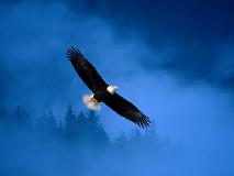 American Bald Eagle in flight....This bird also represents our nation's freedom,power,and liberty....